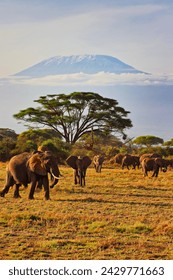 Quintessential African scene of Elephants on the move under the shadow of Africa's greatest mountain - Kilimanjaro at the Amboseli National park, Kenya
