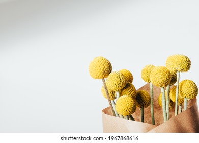 The Quirky, Spherical Bunch Of Flower Heads Of Craspedia Globosa In Mustard-yellow Color, Looks Like Ping-pong Balls On Upright Silvery Stem. Trendy Dried Flowers For Home Decor