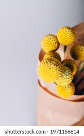 The Quirky, Spherical Bunch Of Flower Heads Of Craspedia Globosa In Mustard-yellow Color, Looks Like Ping-pong Balls On Upright Silvery Stem. Trendy Dried Flowers For Home Decor