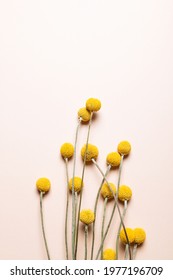 The Quirky, Spherical Bunch Of Flower Heads Of Craspedia Globosa In Mustard-yellow Color, Looks Like Ping-pong Balls On Upright Silvery Stem. Trendy Dried Flowers For Home Decor, Top View Flat Lay