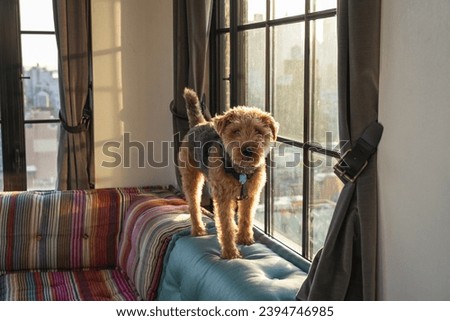 A quirky Welsh Terrier dog stands on the top of a couch curiously looking at the camera.