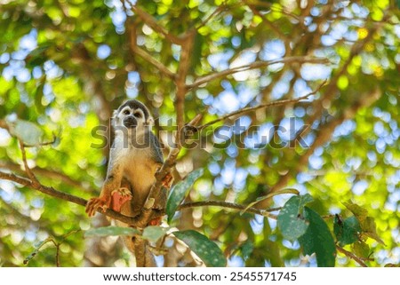 Quirrel monkey of the Peruvian rainforest, Iquitos Peru
