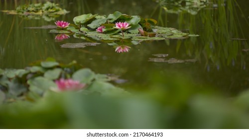 Quite pond with reflection with flowering waterlily background 
