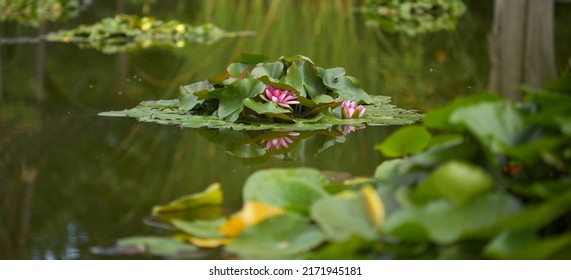 Quite pond with reflection with flowering waterlily background 
