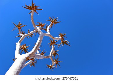 4,008 Quiver tree Images, Stock Photos & Vectors | Shutterstock