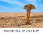 Quiver tree in the desert namibian landcape, gravel road on the background. Nabibian national tree.