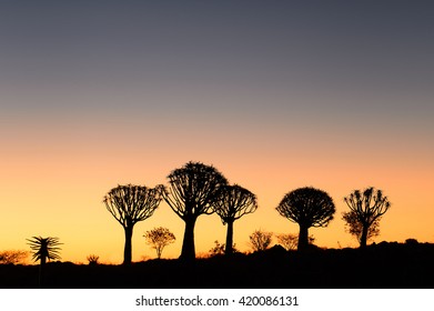 Quiver Tree Forest