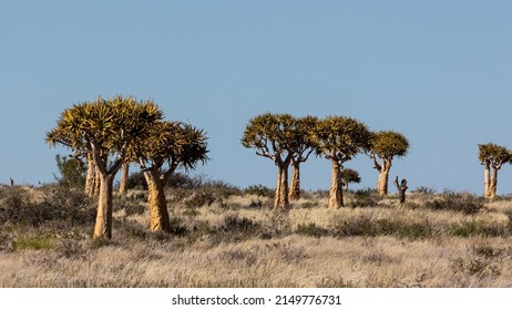 Quiver Tree Forest In Augrabies