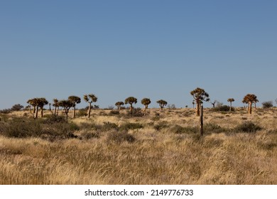 Quiver Tree Forest In Augrabies