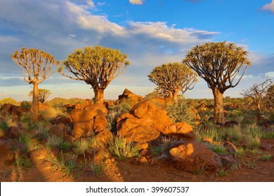 The Quiver Tree Forest In Namibia