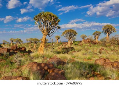 The Quiver Tree Forest In Namibia