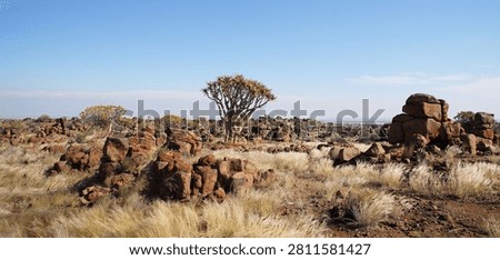 Quiver tree forest namibia desert keetmanshoop