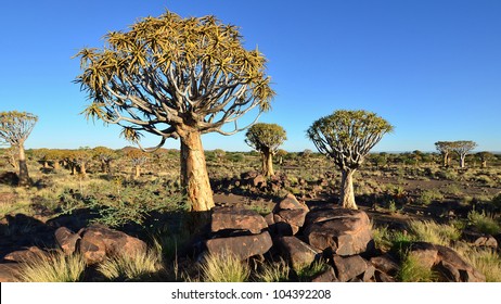 Quiver Tree Forest,Namibia