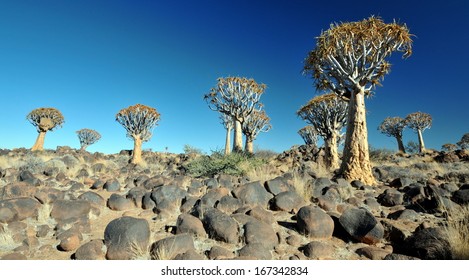 Quiver Tree Forest,Namibia