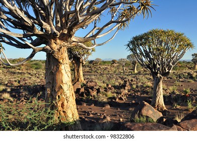 Quiver Tree Forest,Namibia