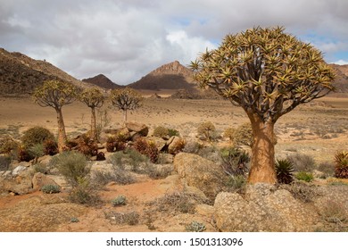 quiver tree or kokerboom forest, Aloidendron dichotomum, in the typical desolate rocky desert landscape of the Karoo region and Nothern cape