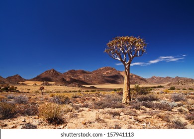 Quiver Tree In The Northern Cape, South Africa