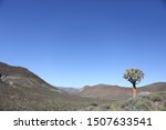 Quiver tree on a farm in the Hantam area near Calvinia, South Africa