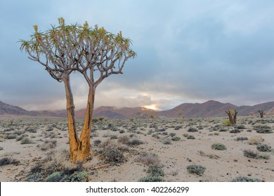 Quiver Tree In Richtersveld