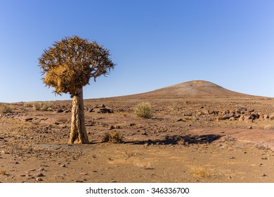 Quiver Tree With Social Weaver Nest