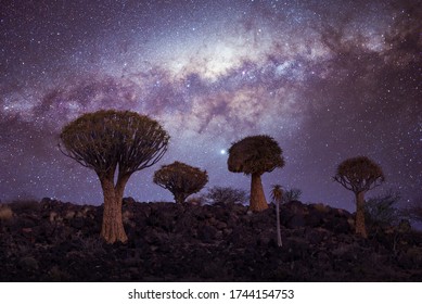 Quiver Trees And Milky Way Stars In Namibia