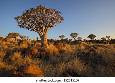 4,008 Quiver tree Images, Stock Photos & Vectors | Shutterstock