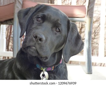 Quizzical Black Lab Puppy