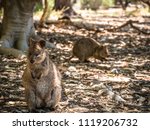 Quokka - Australia Animal Quoka