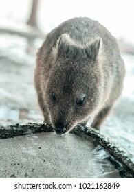 18 Quokka drinking Images, Stock Photos & Vectors | Shutterstock