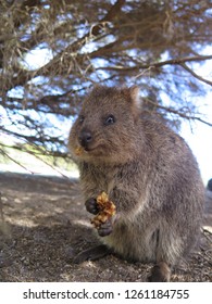 220 Quokka eat Images, Stock Photos & Vectors | Shutterstock