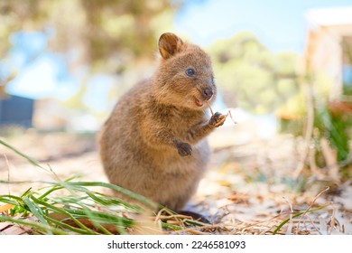 Quokka is enjoying his meal and being so happy, Rottnest island, Western Australia