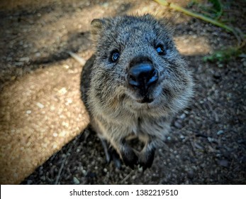 Quokka Is The Happiest And Most Smiling Animal In The World.