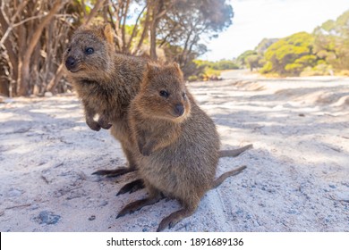 1,973 Quokka australia Images, Stock Photos & Vectors | Shutterstock