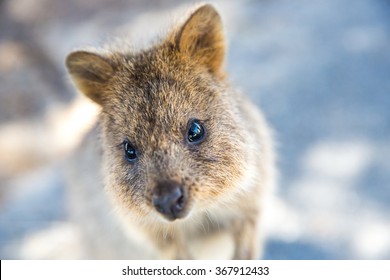 Quokka On Rottnest Island, Australia.