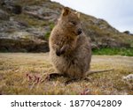 Quokka from Rotnest Island Australia