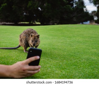 Quokka Selfie On Rottnest Island, Perth, Western Australia.  