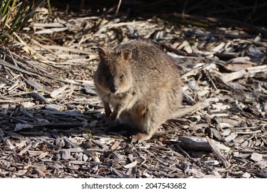 Quokka (Setonix brachyurus), Rottnest Island, Western Australia.