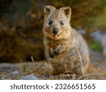 Quokka - Setonix brachyurus small macropod size of domestic cat, Like marsupials kangaroo and wallaby is herbivorous and mainly nocturnal, smaller islands off the coast of Western Australia, cute pet.