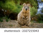 Quokka - Setonix brachyurus small macropod size of domestic cat, Like marsupials kangaroo and wallaby is herbivorous and mainly nocturnal, smaller islands off the coast of Western Australia, cute pet.