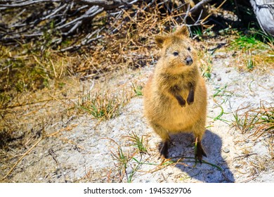 1,973 Quokka australia Images, Stock Photos & Vectors | Shutterstock