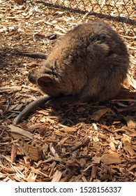 Quokka, A Symbol Animal At Rottnest Island In Perth Western Australia. Quokka Is A Kangaroo And Rat Combination. Quokka Eats Leaves And Fruits. Quokka Sleep By Sitting And Putting Head On The Tail.