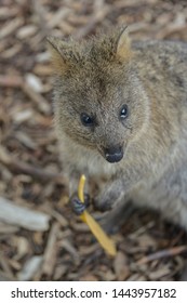 220 Quokka eat Images, Stock Photos & Vectors | Shutterstock