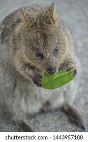 220 Quokka eat Images, Stock Photos & Vectors | Shutterstock