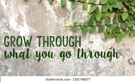 Quote Grow Through What You Go Through Written On Concrete Wall With Climbing Leaves Plant