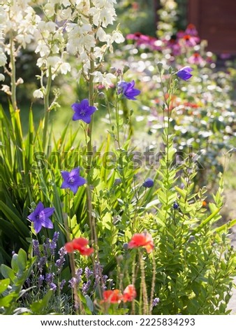 r border in a naturalistic cottage garden - blooming beautiful flowers  - blue balloon flower, white yucca and pink echinacea purpurea.