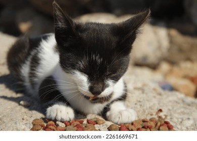 RABAT, MOROCCO - OCTOBER 13, 2019 : A LITTLE  CUT CAT ENJOYS EAT SOME FOOD. 