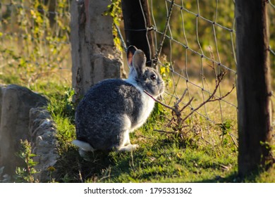 Rabbet In The Sun On The Farm