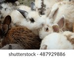 rabbit