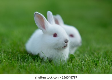 Little Funny Rabbit Showing Tongue Stock Photo (Edit Now) 372035239