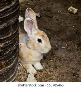 Rabbit